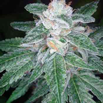 The Skunk Train Seed > DNA Genetics | Regular Marijuana   |  Hybrid