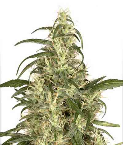 Skunk #11 > Dutch Passion | Feminized Marijuana   |  Sativa