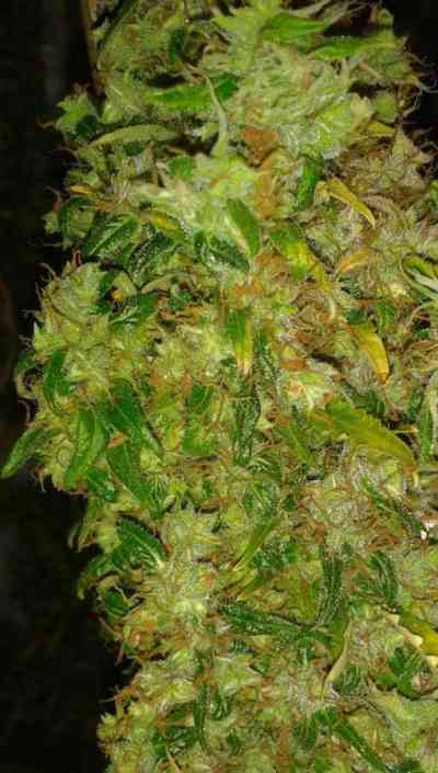 Skunk #11 > Dutch Passion | Feminized Marijuana   |  Sativa