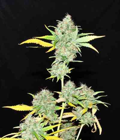 Skunk #1 > Dutch Passion | Reguläre Hanfsamen  |  Hybrid