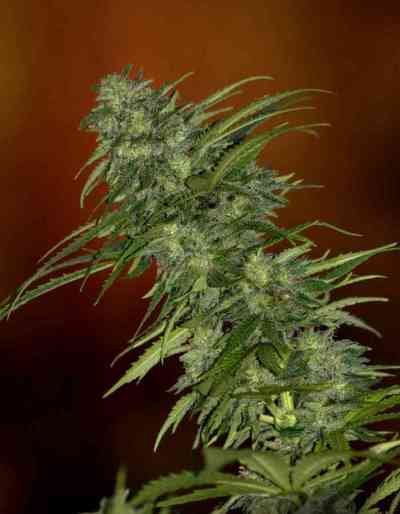 Skunk #1 > Dutch Passion | Reguläre Hanfsamen  |  Hybrid