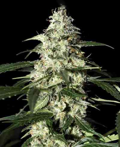 Skunk Autoflowering > Strain Hunters Seed Bank | Semillas autoflorecientes  |  Híbrido