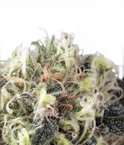 Snowbud > Dutch Passion | Feminized Marijuana   |  hybrid