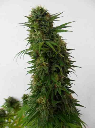 Snowbud > Dutch Passion | Feminized Marijuana   |  hybrid