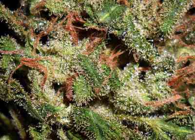 Snowbud > Dutch Passion | Feminized Marijuana   |  hybrid