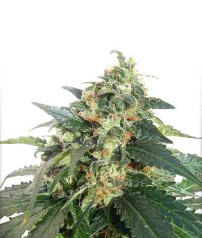 SnowStorm #2 > Dutch Passion | Graines Autofloraison  |  Hybride