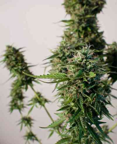 SnowStorm #2 > Dutch Passion | Graines Autofloraison  |  Hybride