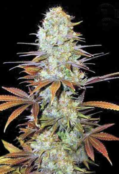 Sunmango > Bulk Seed Bank | Feminized Marijuana   |  Indica