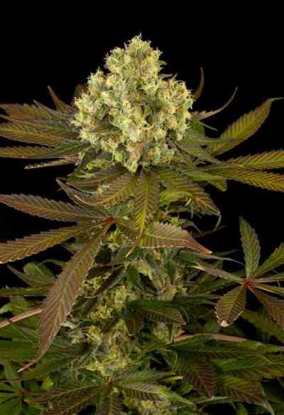 Sour Blueberry > Humboldt Seed Organization | Feminized Marijuana   |  Sativa