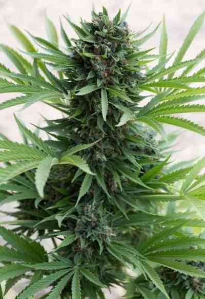 Sour Diesel Auto > Humboldt Seed Organization | Autoflowering Hanfsamen  |  Hybrid