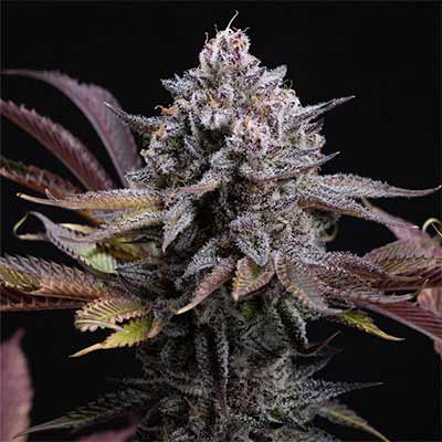 Spicy Cherry > Positronics | Feminized Cannabis   |  Hybrid