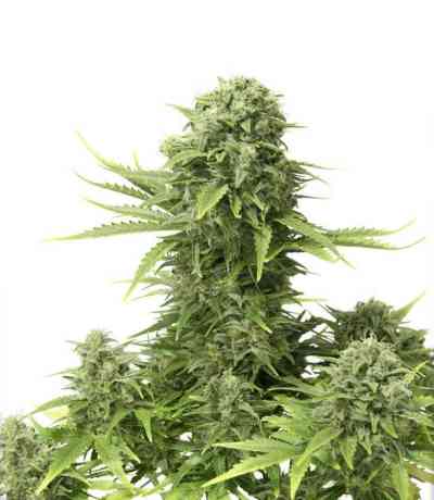 StarRyder > Dutch Passion | Autoflowering Hanfsamen  |  Indica