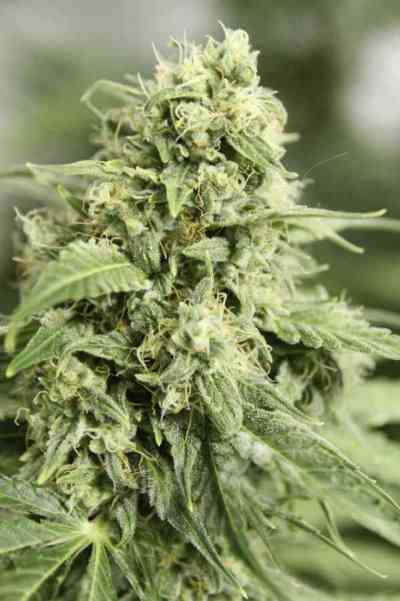 StarRyder > Dutch Passion | Autoflowering Cannabis   |  Indica