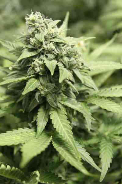 StarRyder > Dutch Passion | Autoflowering Cannabis   |  Indica