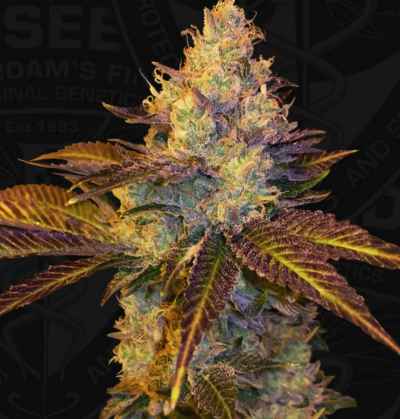 Stracciatella Do-Si-Dos x Strawbanana Cream > TH Seeds | Semillas feminizadas  |  Sativa