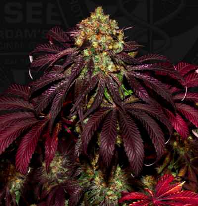 Stracciatella Do-Si-Dos x Strawbanana Cream > TH Seeds | Feminisierte Hanfsamen  |  Sativa