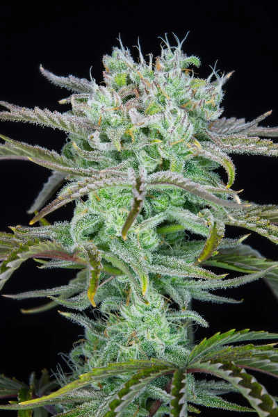 Strawberry Banana Auto > Fast Buds Company | Autoflowering Hanfsamen  |  Hybrid