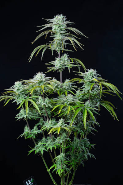 Strawberry Banana Auto > Fast Buds Company | Semillas autoflorecientes  |  Híbrido