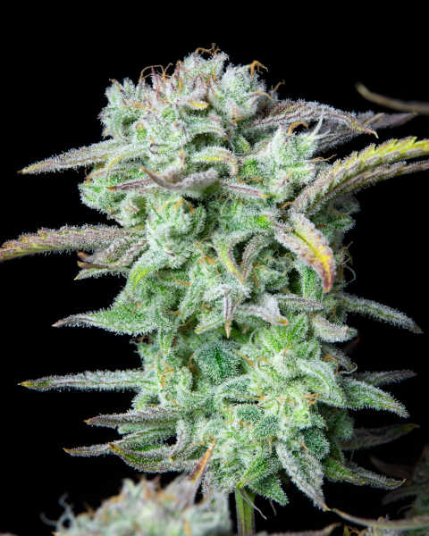 Strawberry Banana Auto > Fast Buds Company | Graines Autofloraison  |  Hybride