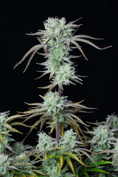 Strawberry Banana Auto > Fast Buds Company | Autoflowering Cannabis   |  Hybrid