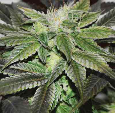 Sugar Candy > Delicious Seeds | Feminized Marijuana   |  hybrid