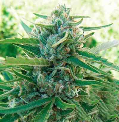 Sugar Black Rose Fast Version > Delicious Seeds | Feminized Marijuana   |  Indica