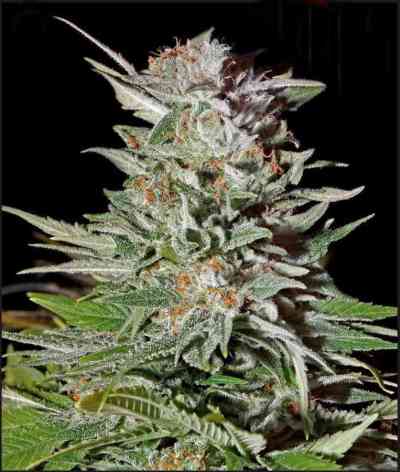 Super Lemon Haze Automatic > Green House Seed Company | Autoflowering Cannabis   |  Sativa