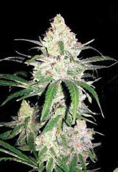 Special Lime Haze > Bulk Seed Bank | Semillas feminizadas  |  Sativa