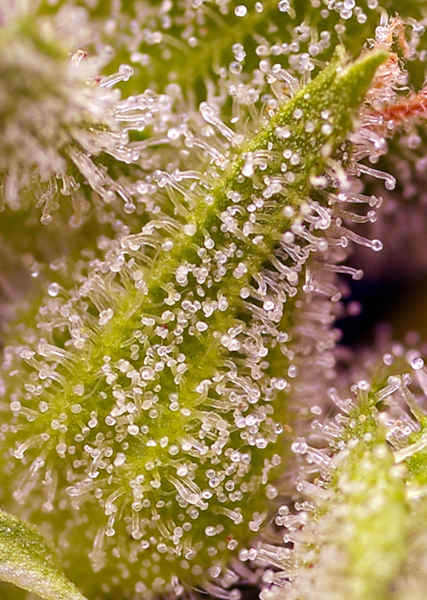 Sweet Cherry Pie > Sweet Seeds | Semillas feminizadas  |  Índica