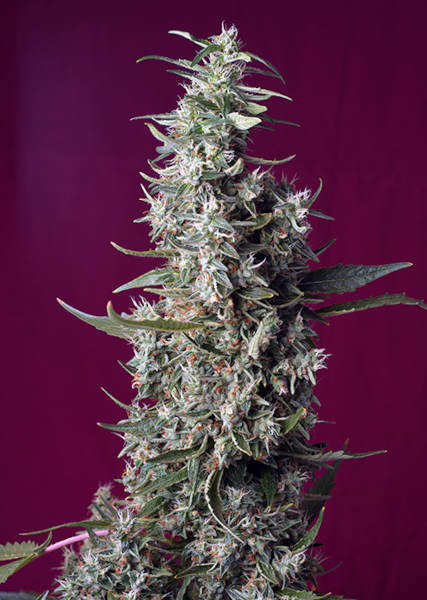 Sweet Cherry Pie > Sweet Seeds | Graines Féminisées  |  Indica