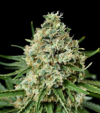 Sweet Critical 2.0 > 00 Seeds Bank | Feminized Marijuana   |  Indica