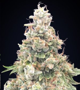 Sweet Critical 2.0 > 00 Seeds Bank | Feminisierte Hanfsamen  |  Indica