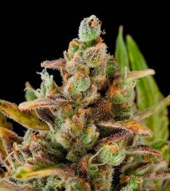 Sweet Critical 2.0 > 00 Seeds Bank | Feminized Marijuana   |  Indica