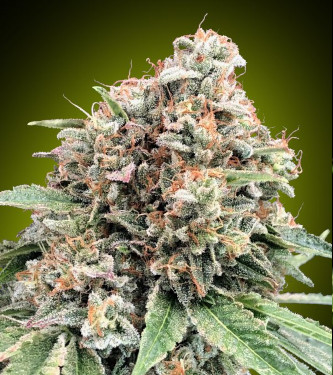 Sweet Critical 2.0 > 00 Seeds Bank | Semillas feminizadas  |  Índica