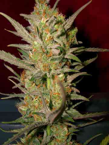 Sweet Haze Seed > DNA Genetics | Feminized Marijuana   |  Sativa