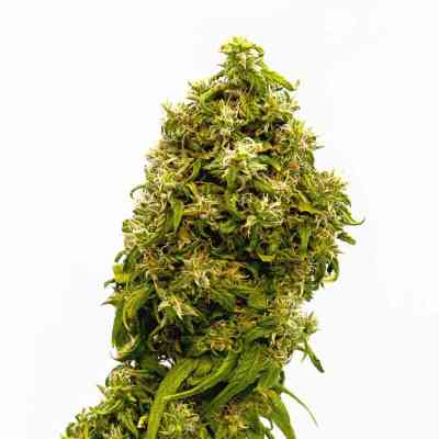 Swiss Dream CBD graines > Kannabia Seeds | Graines Féminisées  |  Sativa