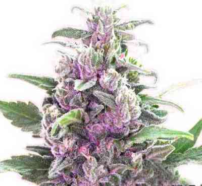 THC Bomb Auto > Bomb Seeds | Autoflowering Cannabis   |  Hybrid