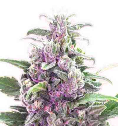 THC Bomb > Bomb Seeds | Feminized Marijuana   |  hybrid