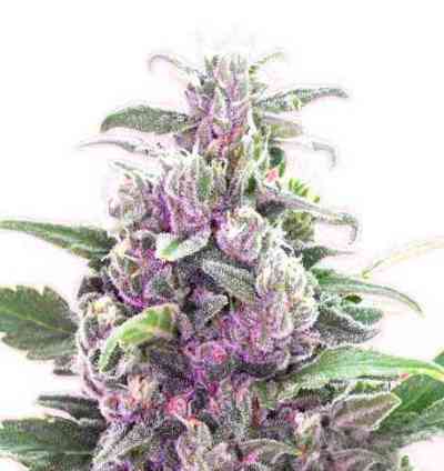 THC Bomb > Bomb Seeds | Feminisierte Hanfsamen  |  Hybrid