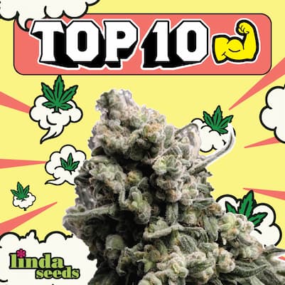 TOP 10 semillas feminizadas más robustas TOP 10 semillas feminizadas más robustas