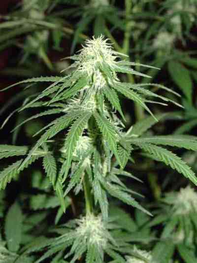 Train Wreck Samen > Homegrown Fantaseeds | Feminisierte Hanfsamen  |  Indica