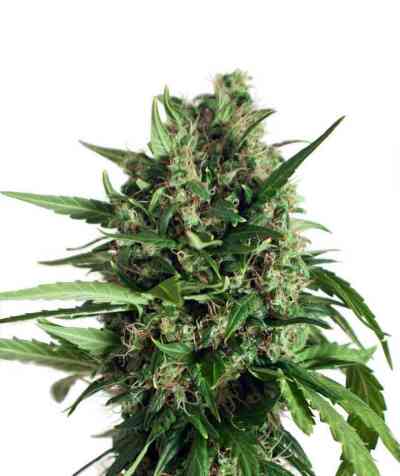 Taiga #2 > Dutch Passion | Semillas de marihuana autoflorecientes  |  Híbrido