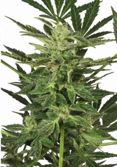 Taiga #2 > Dutch Passion | Autoflowering Cannabis   |  Hybrid