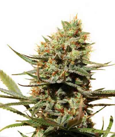 The Edge > Dutch Passion | Feminisierte Hanfsamen  |  Sativa