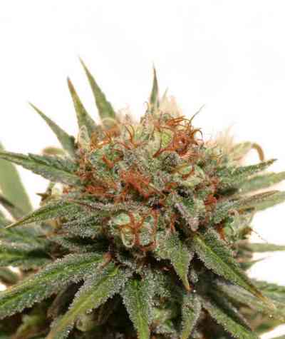 The Edge > Dutch Passion | Feminized Marijuana   |  Sativa