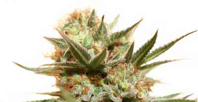 The Edge > Dutch Passion | Feminized Marijuana   |  Sativa