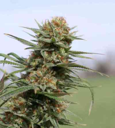 The Edge > Dutch Passion | Feminized Marijuana   |  Sativa