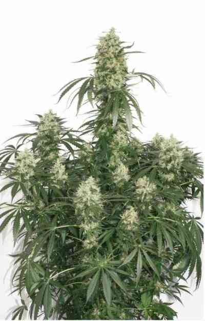 The Ultimate > Dutch Passion | Feminized Marijuana   |  hybrid