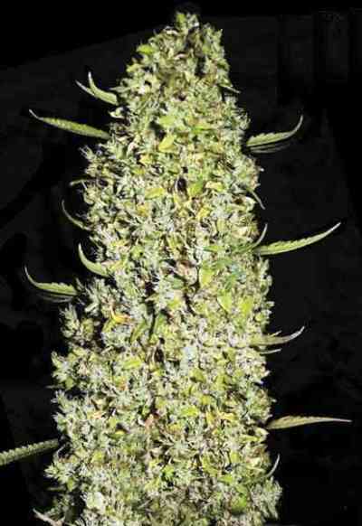 The Unlimited > Bulk Seed Bank | Semillas feminizadas  |  Híbrido