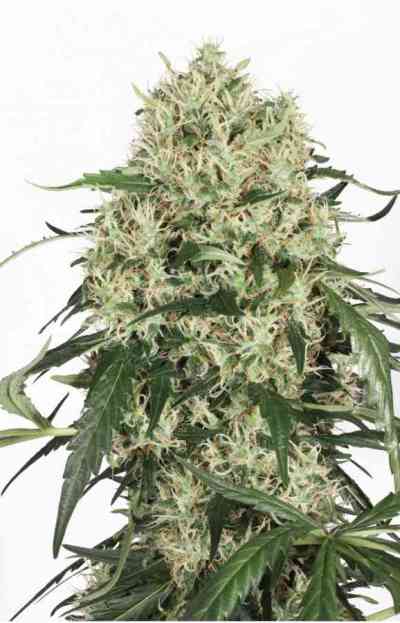 The Ultimate > Dutch Passion | Feminized Marijuana   |  hybrid